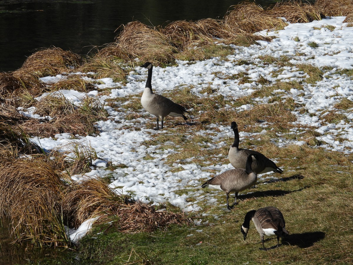 Canada Goose - ML645357480