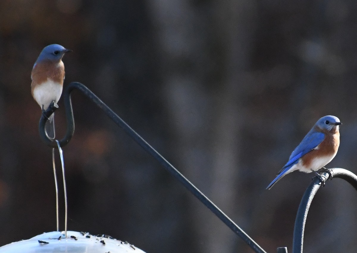 Eastern Bluebird (Eastern) - ML645357491