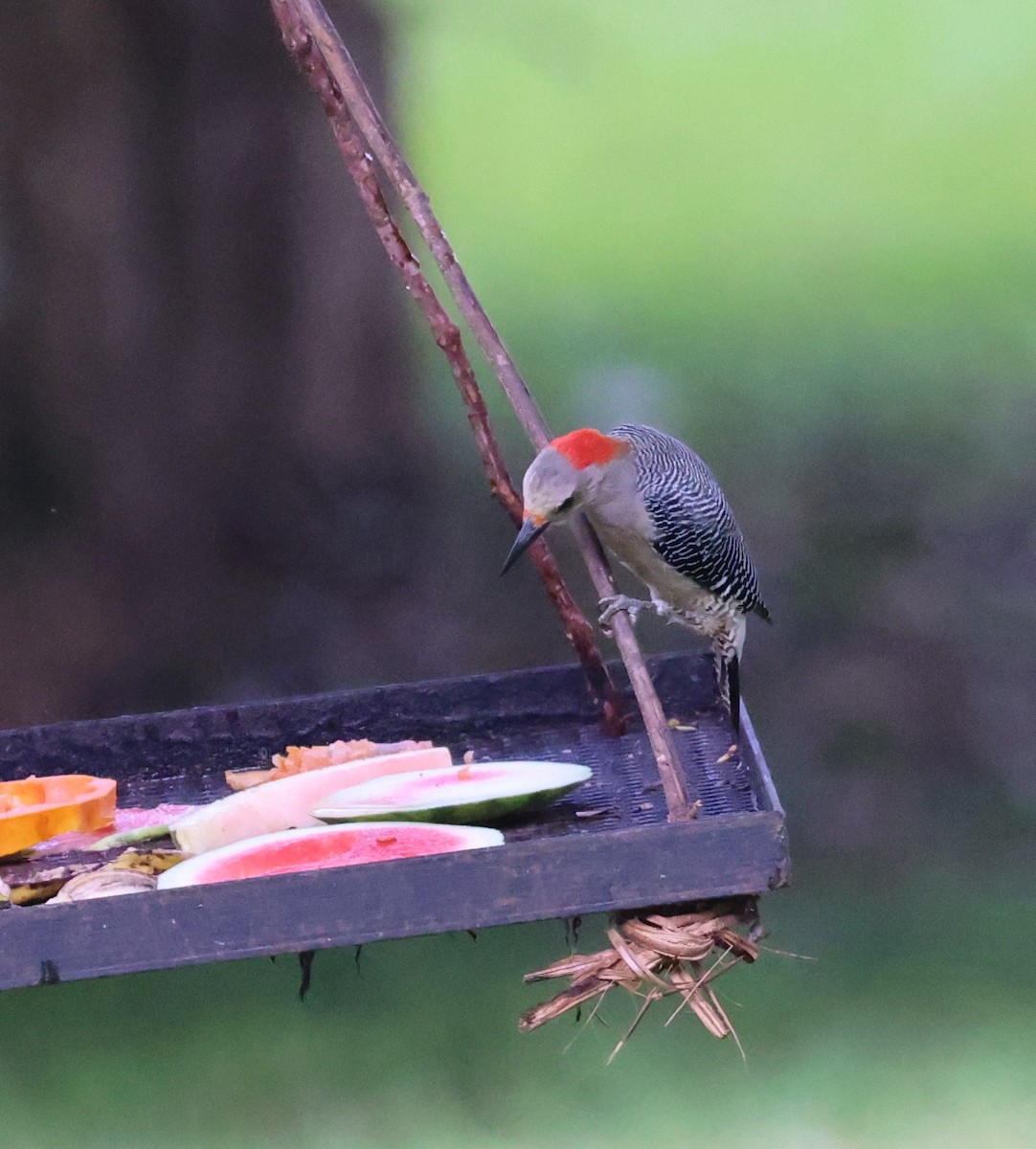 Golden-fronted Woodpecker - ML645357501