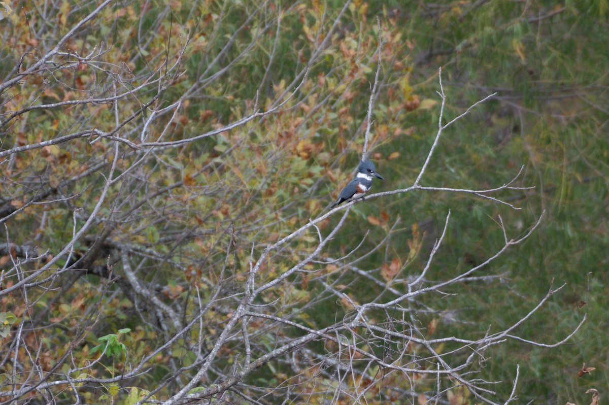 Belted Kingfisher - ML645357503