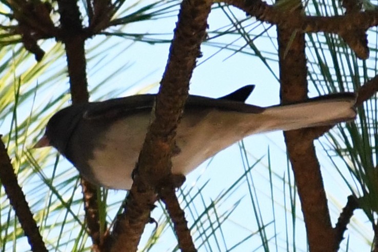 Dark-eyed Junco (Slate-colored) - ML645357513