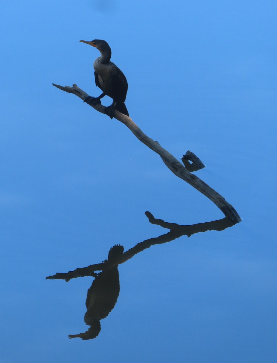 Double-crested Cormorant - ML645357521