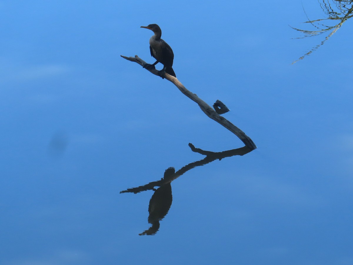 Double-crested Cormorant - ML645357522
