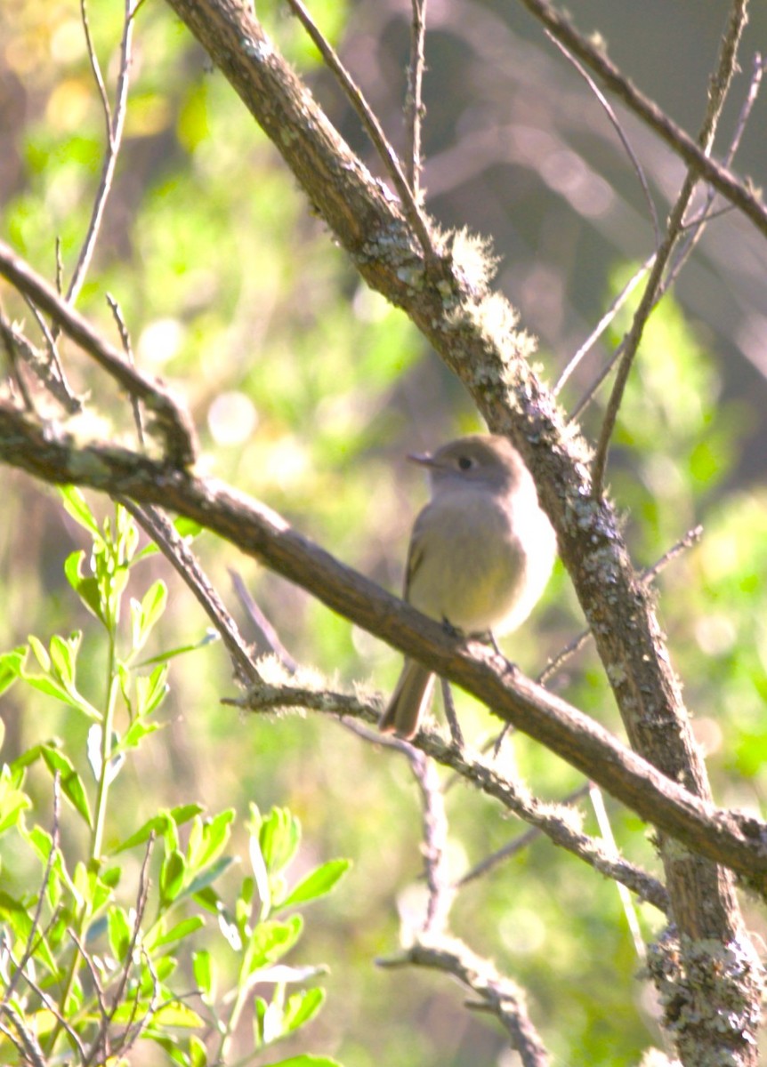 Hammond's Flycatcher - ML645357529