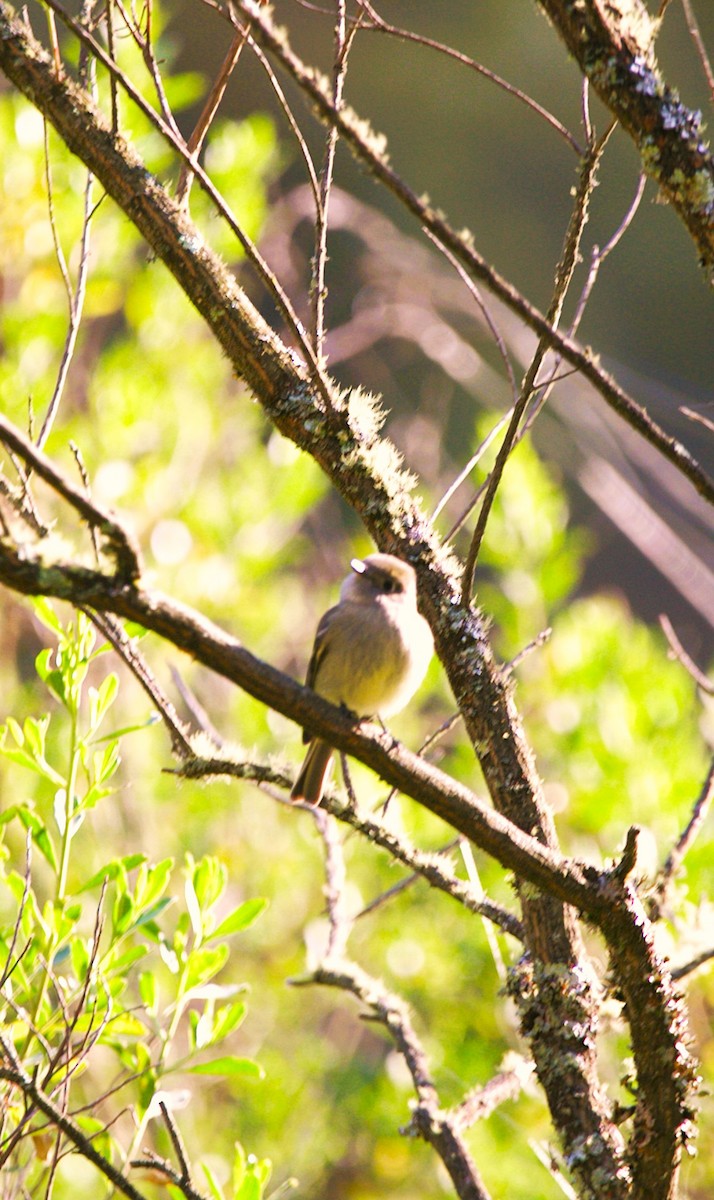 Hammond's Flycatcher - ML645357530