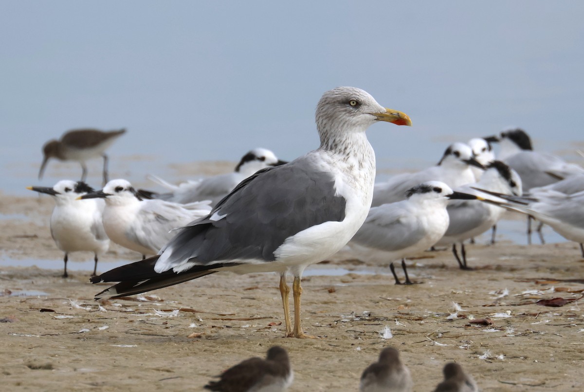 Lesser Black-backed Gull - ML645357533