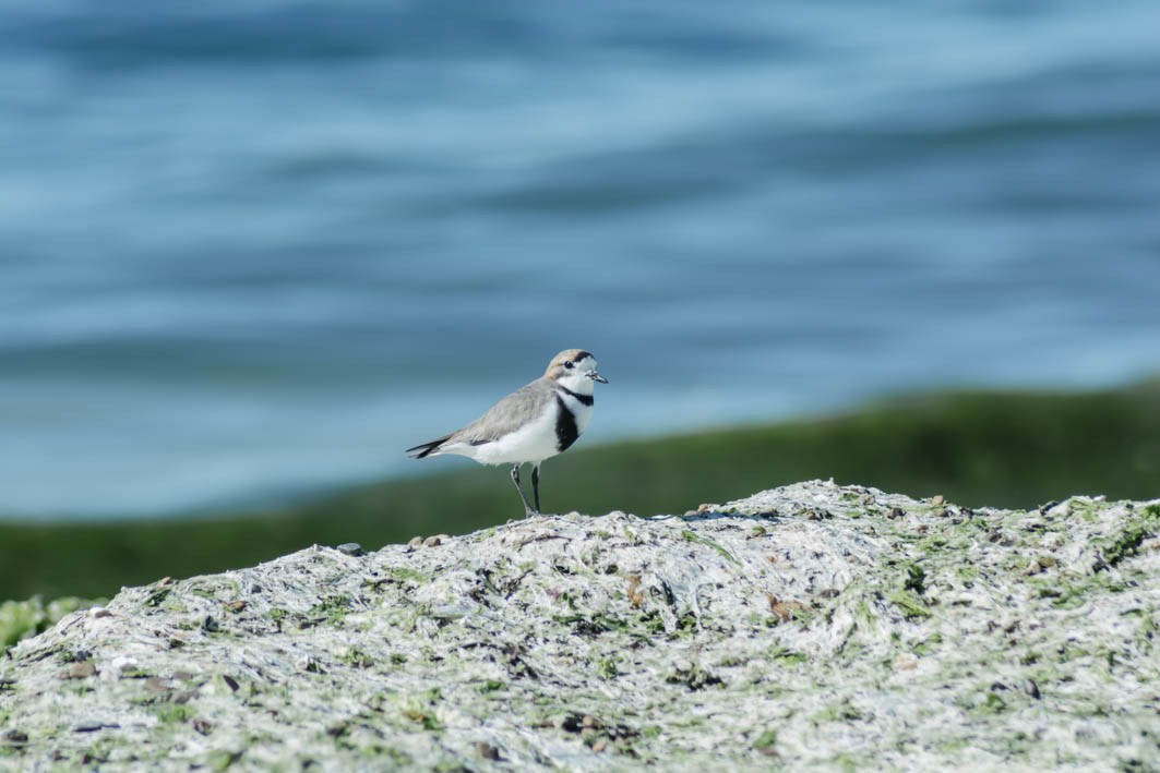 Two-banded Plover - ML645357543