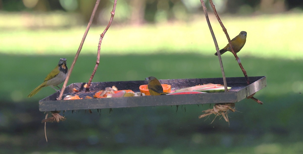 Buff-throated Saltator - ML645357576