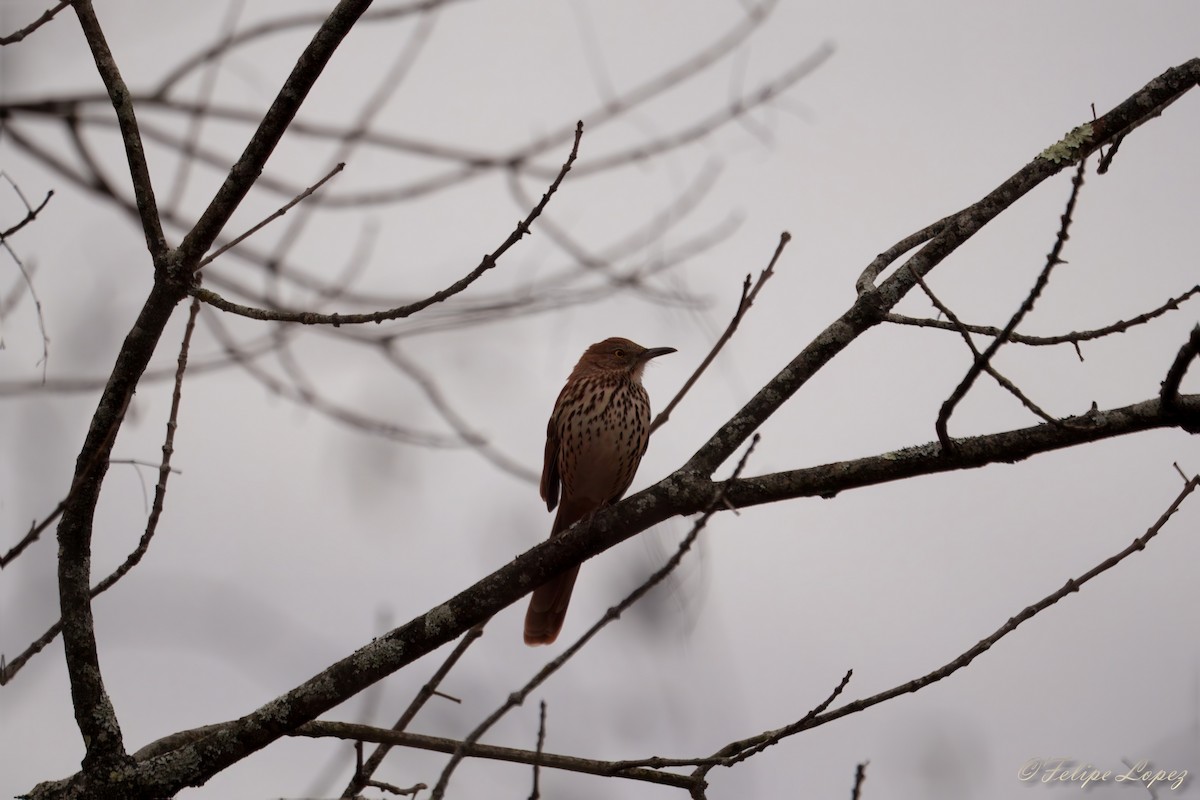 Brown Thrasher - ML645357587