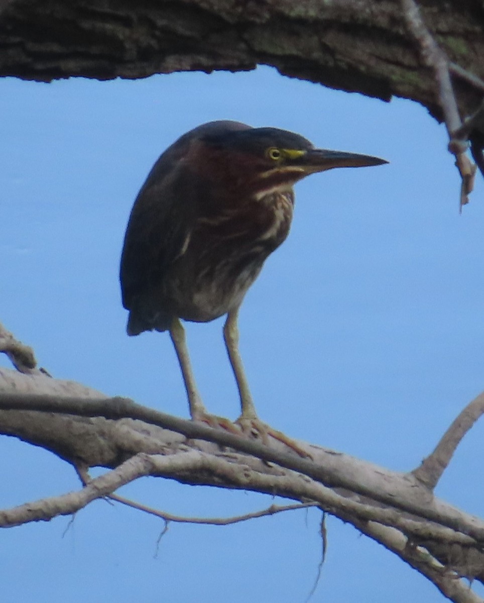 Airone verde - ML645357616
