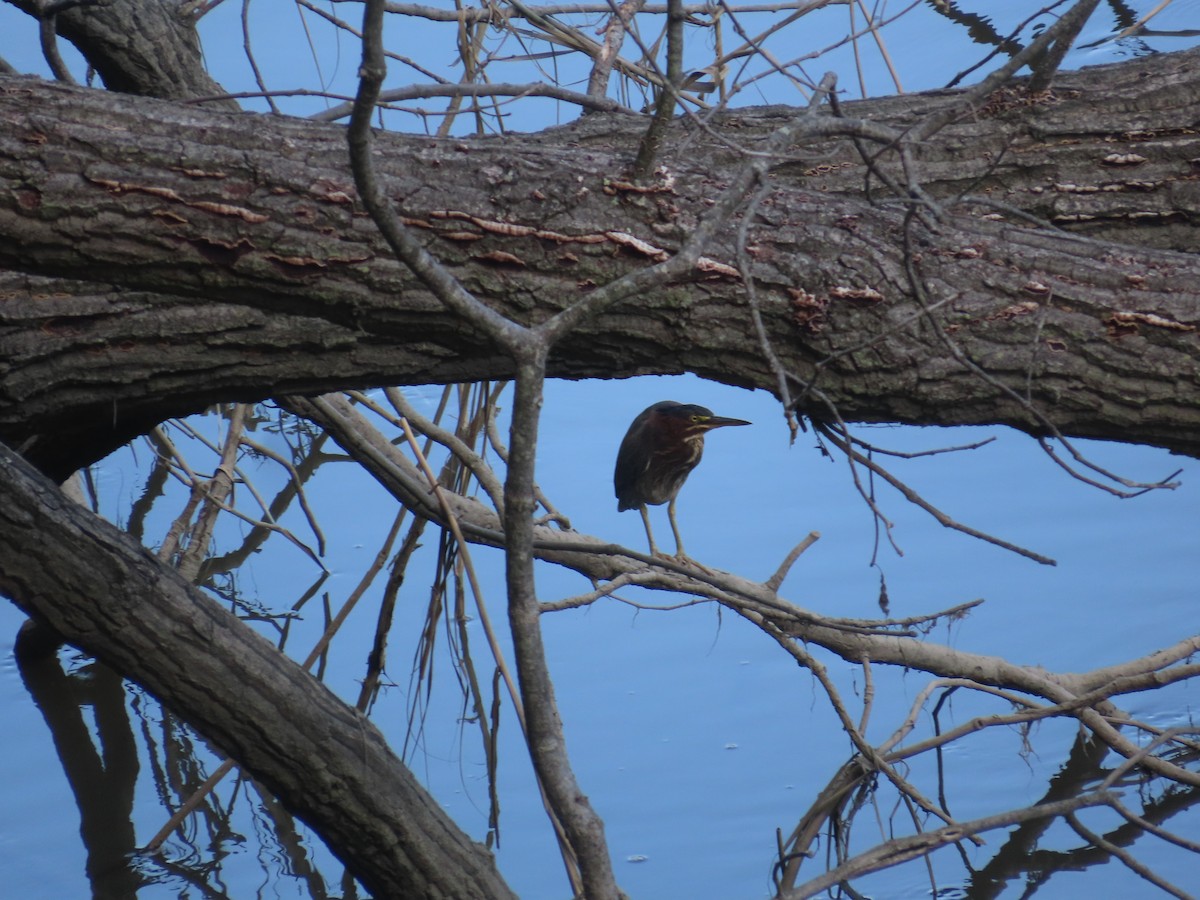 Airone verde - ML645357617