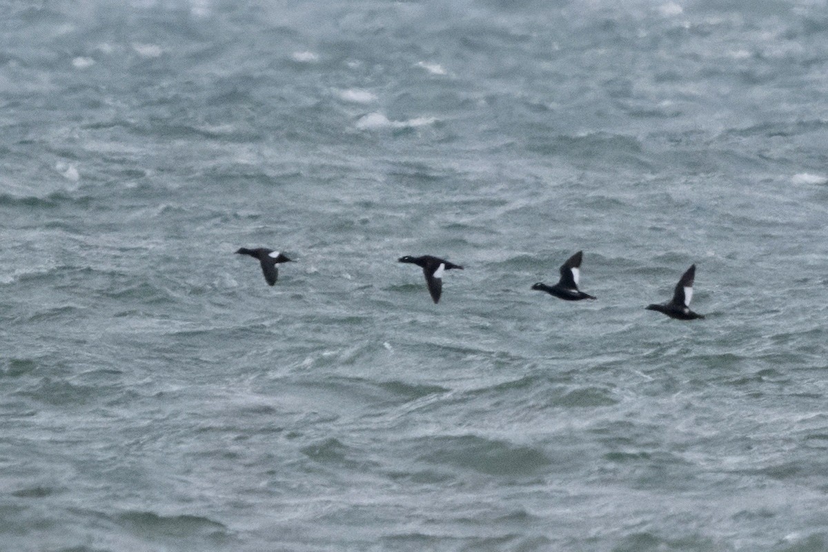 White-winged Scoter - ML645357622