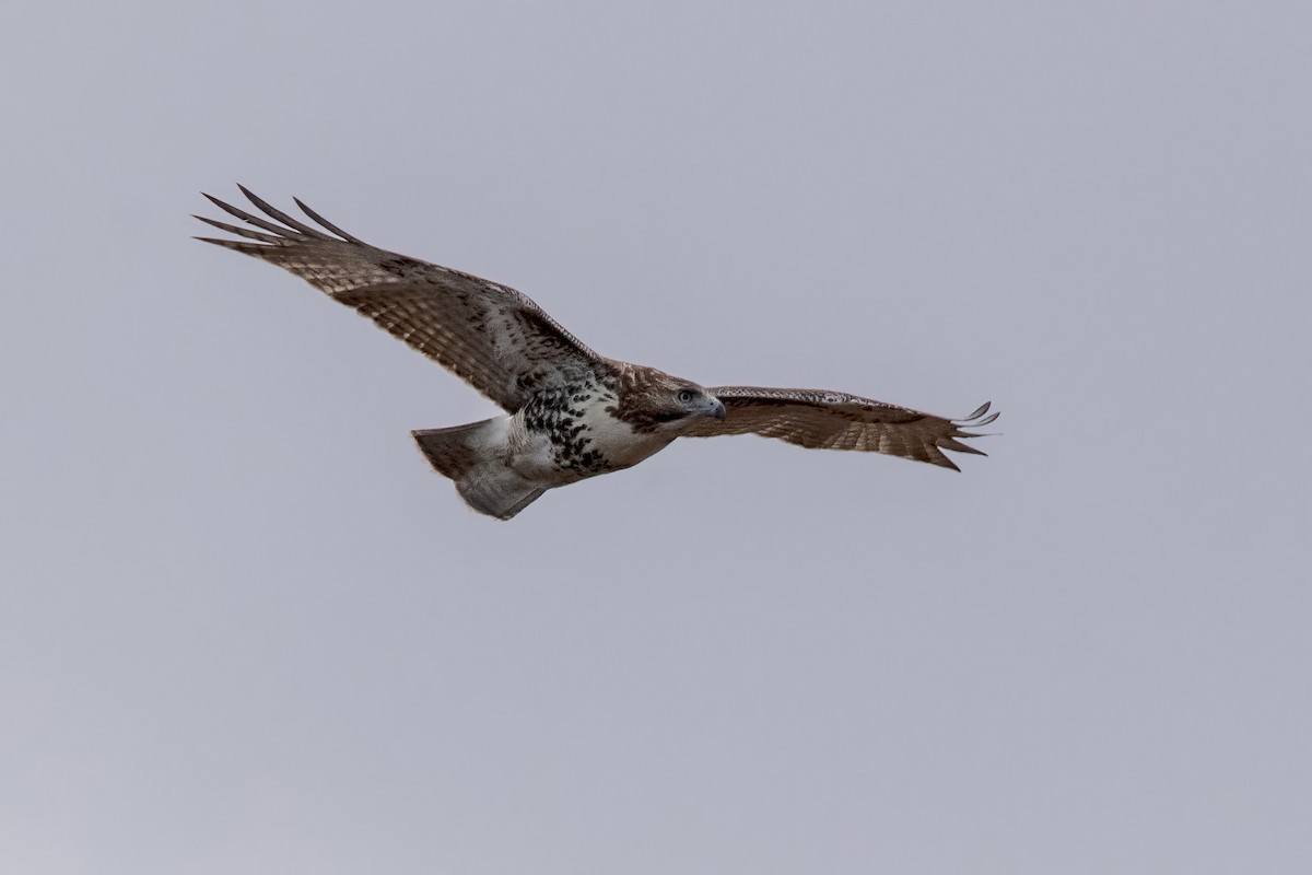 Red-tailed Hawk - ML645357633