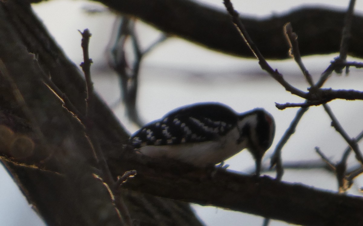 Downy/Hairy Woodpecker - ML645357648