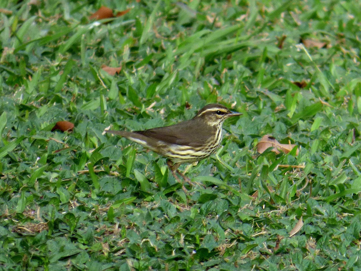 Northern Waterthrush - ML645357652