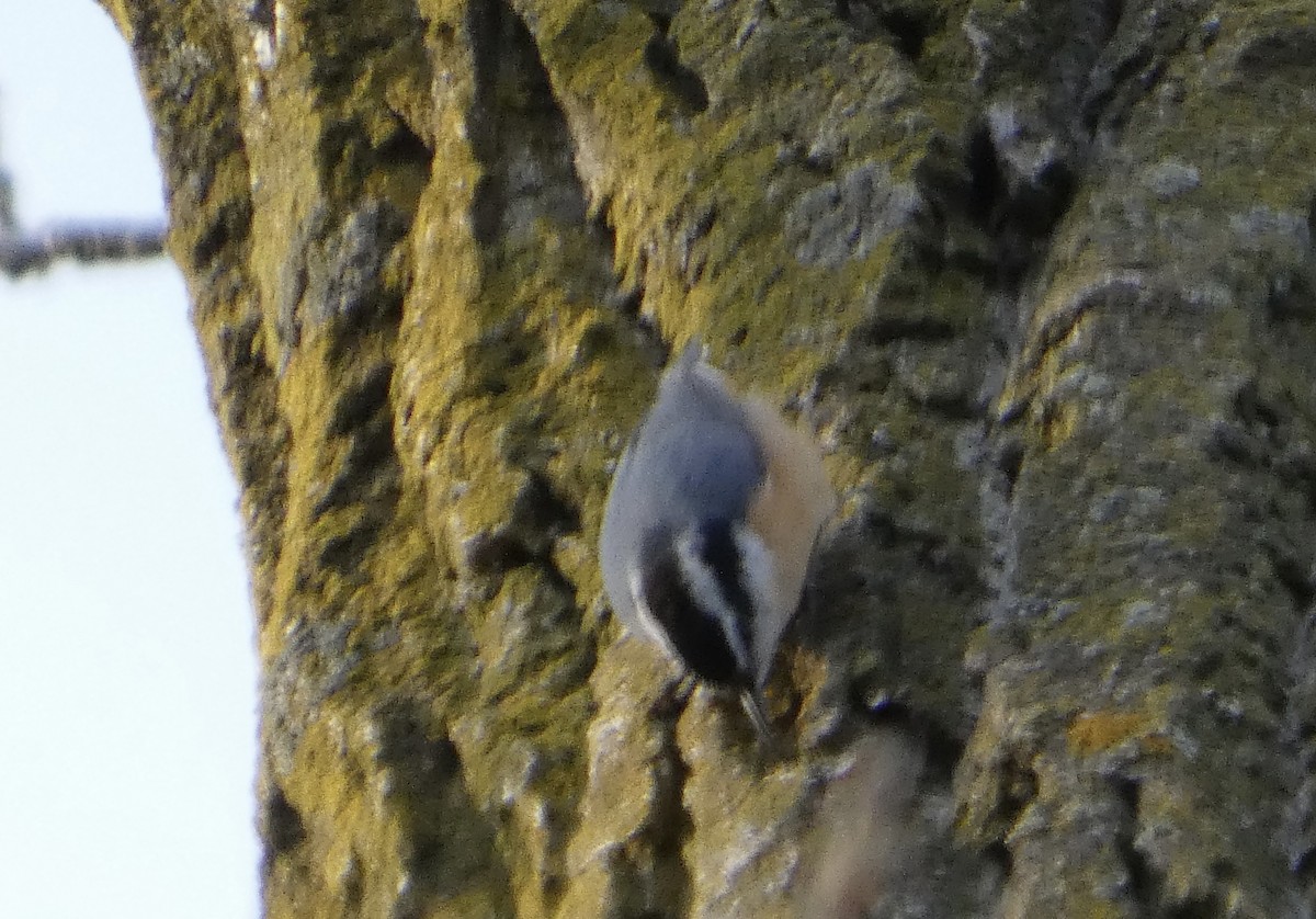 brhlík americký - ML645357668