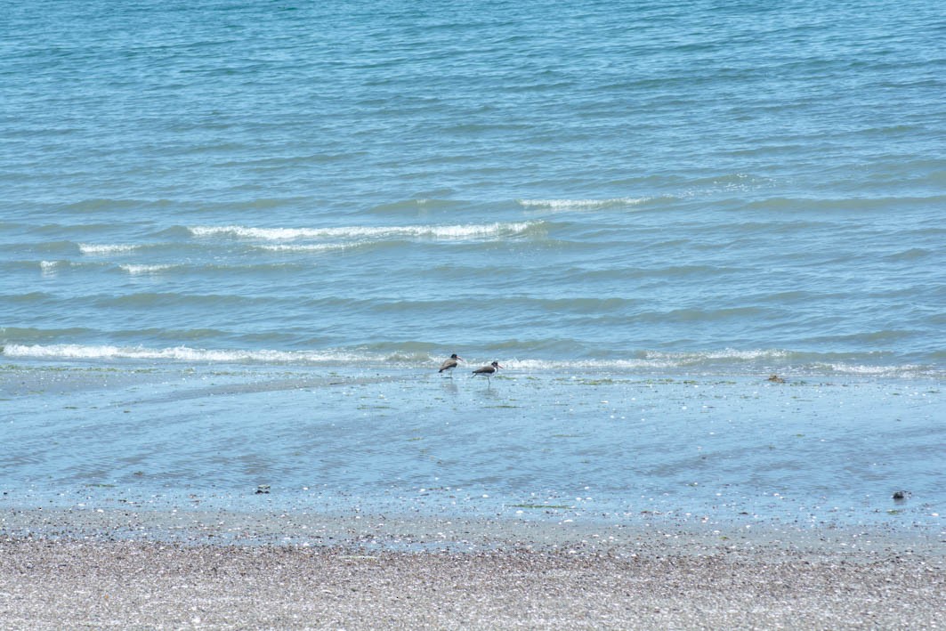 American Oystercatcher - ML645357672