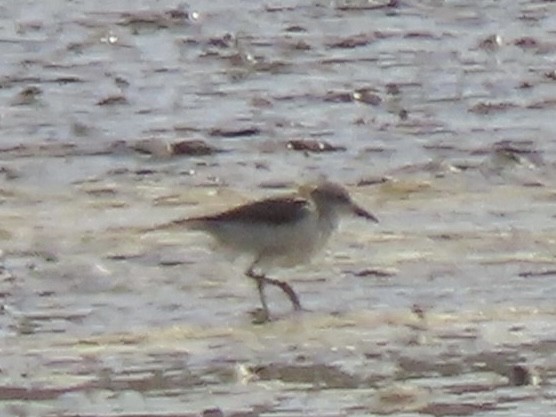 Txirri alaskarra - ML645357687