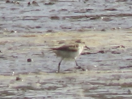 Txirri alaskarra - ML645357692