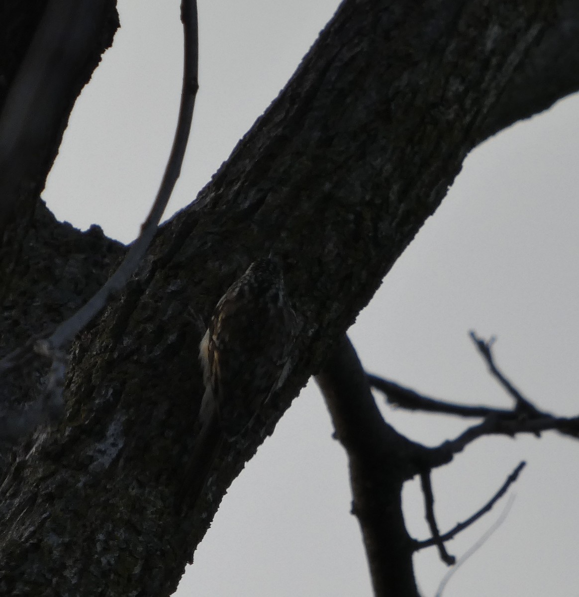 šoupálek americký - ML645357696