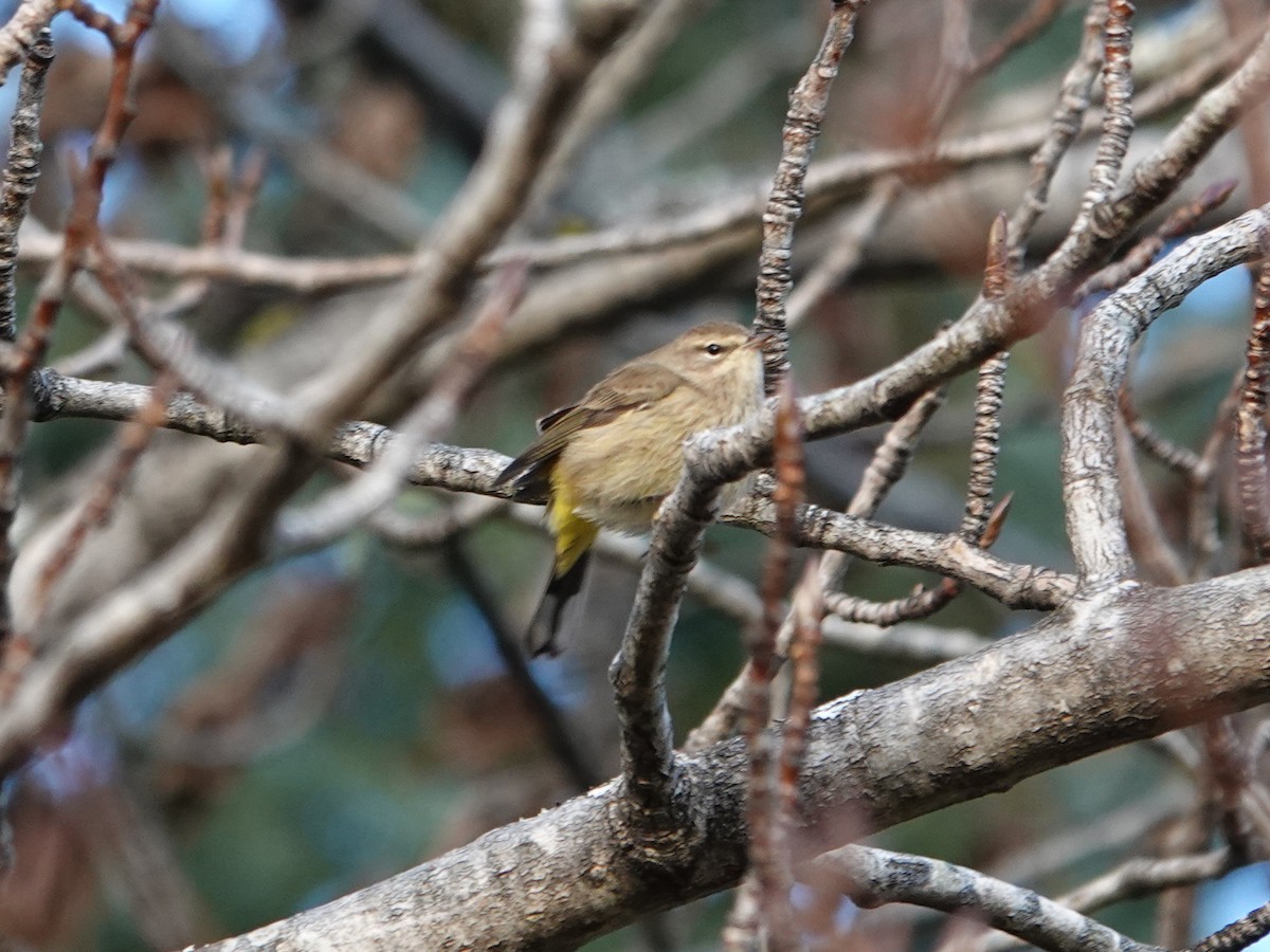 Palm Warbler - ML645357698