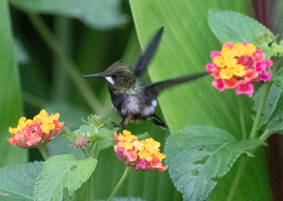 Wire-crested Thorntail - ML645357717
