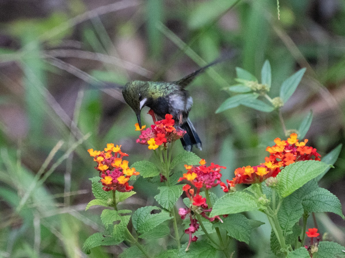 Wire-crested Thorntail - ML645357718