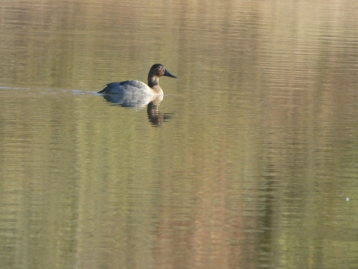 帆背潛鴨 - ML645357719