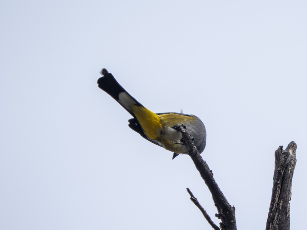 Gray Silky-flycatcher - ML645357721