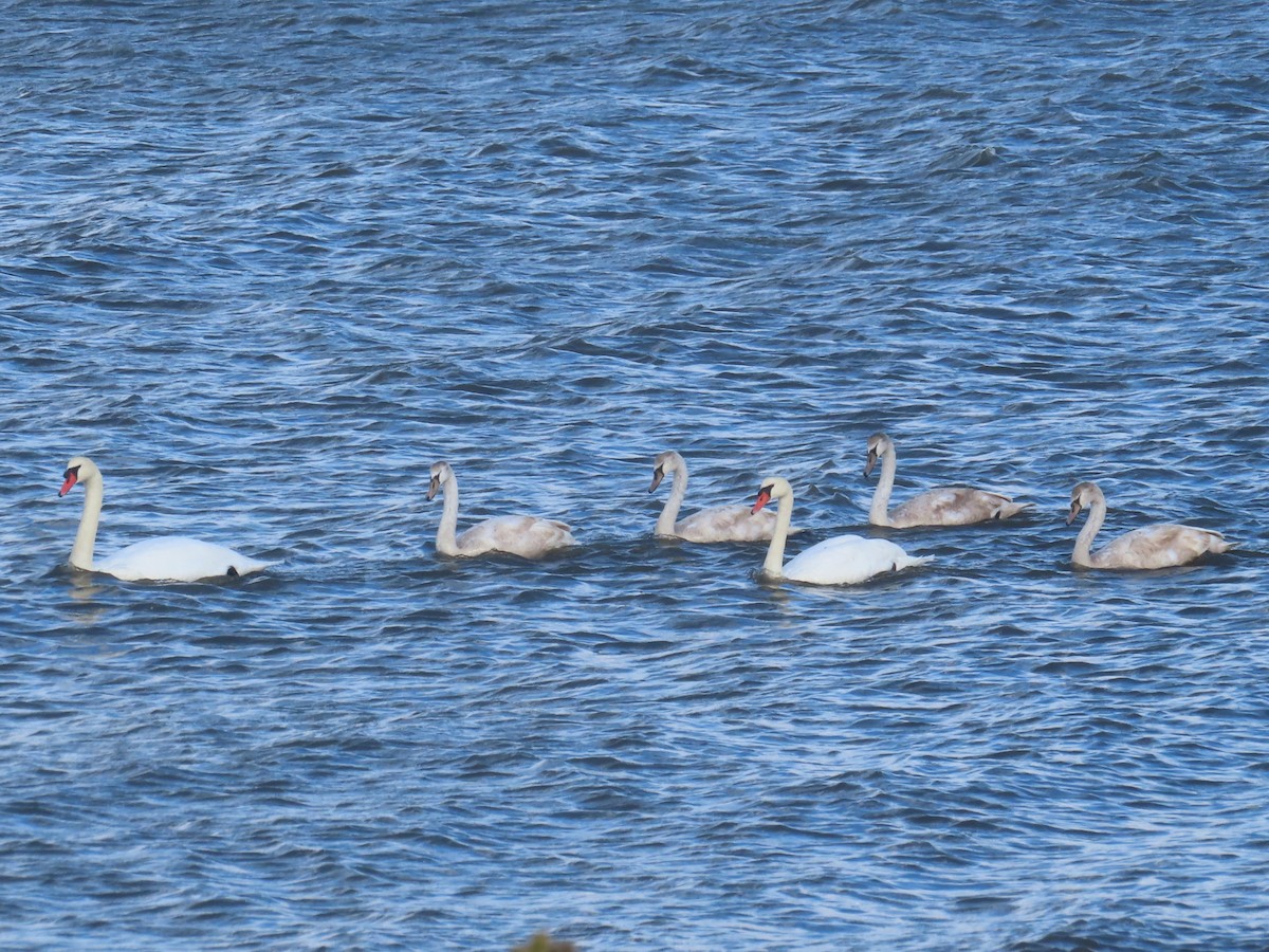 labuť velká - ML645357724