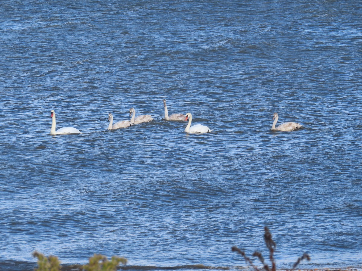 labuť velká - ML645357725