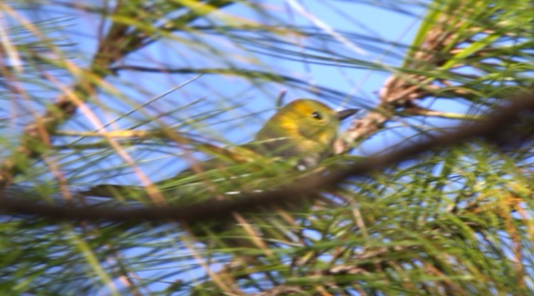 Olive Warbler - ML645357726