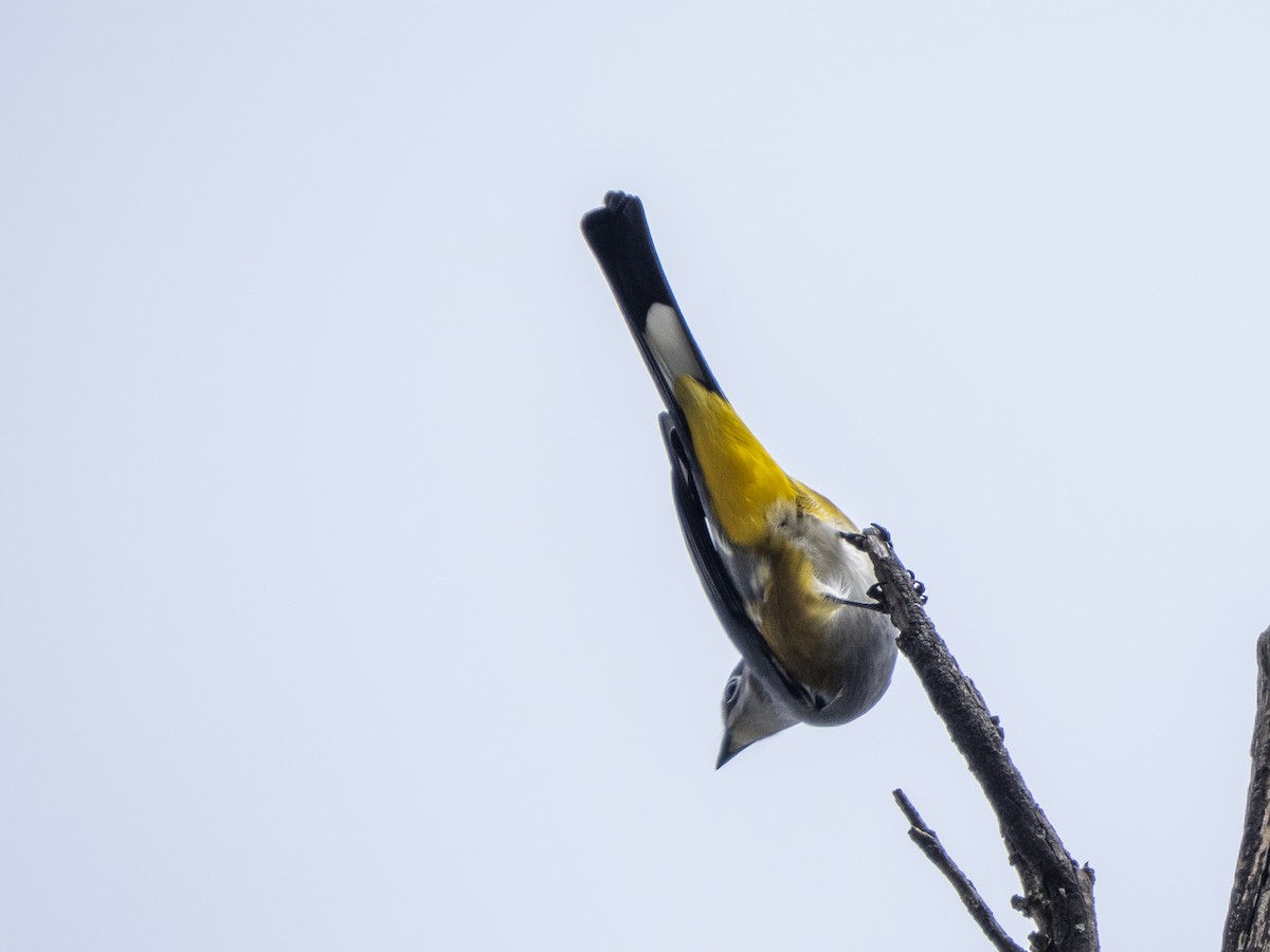 Gray Silky-flycatcher - ML645357727