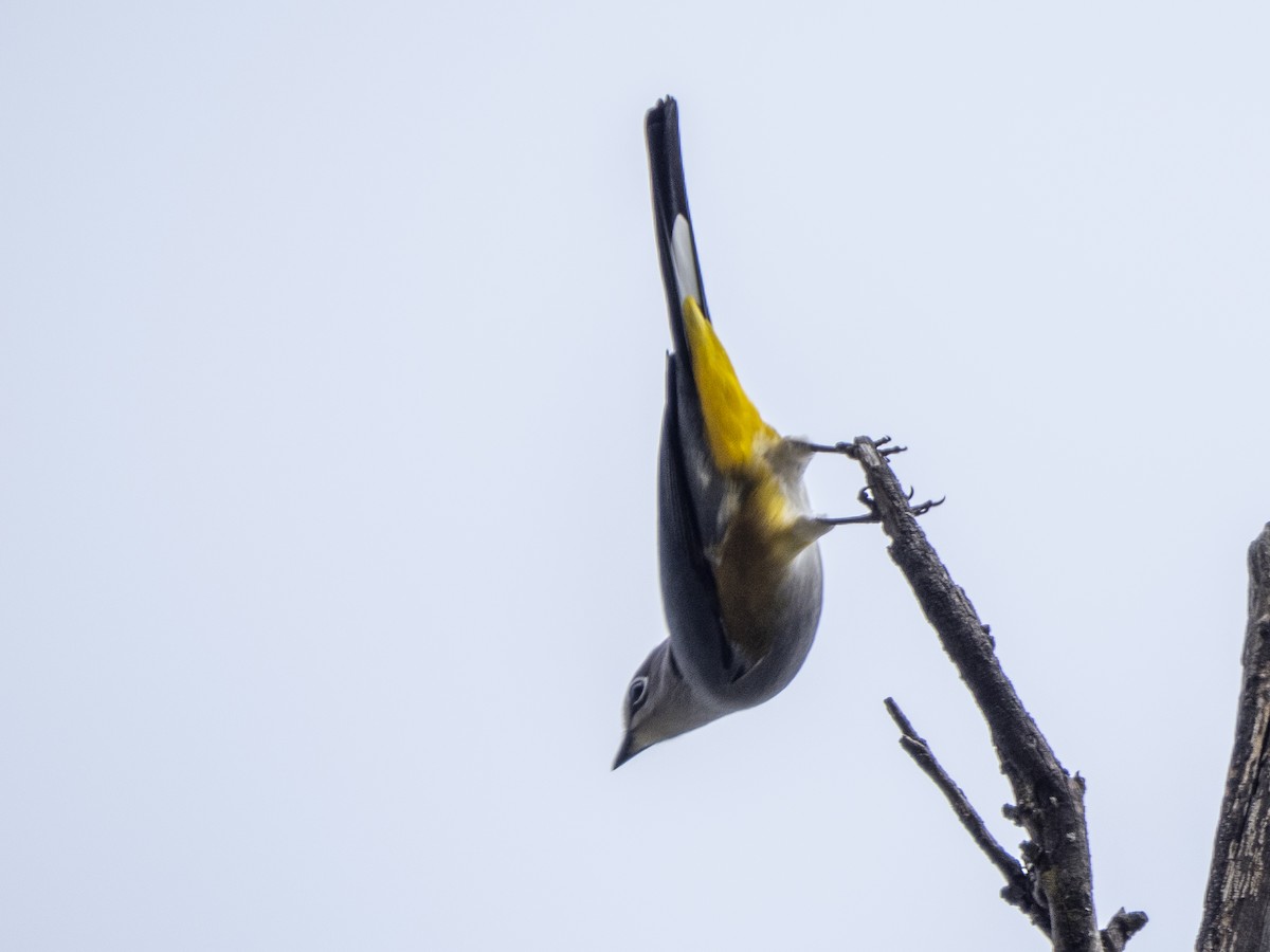 Gray Silky-flycatcher - ML645357731