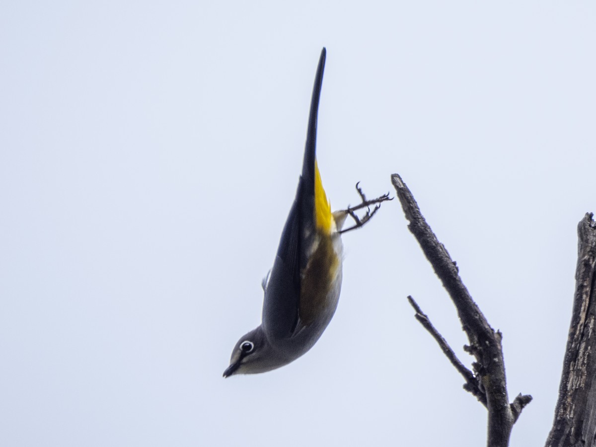 Gray Silky-flycatcher - ML645357741