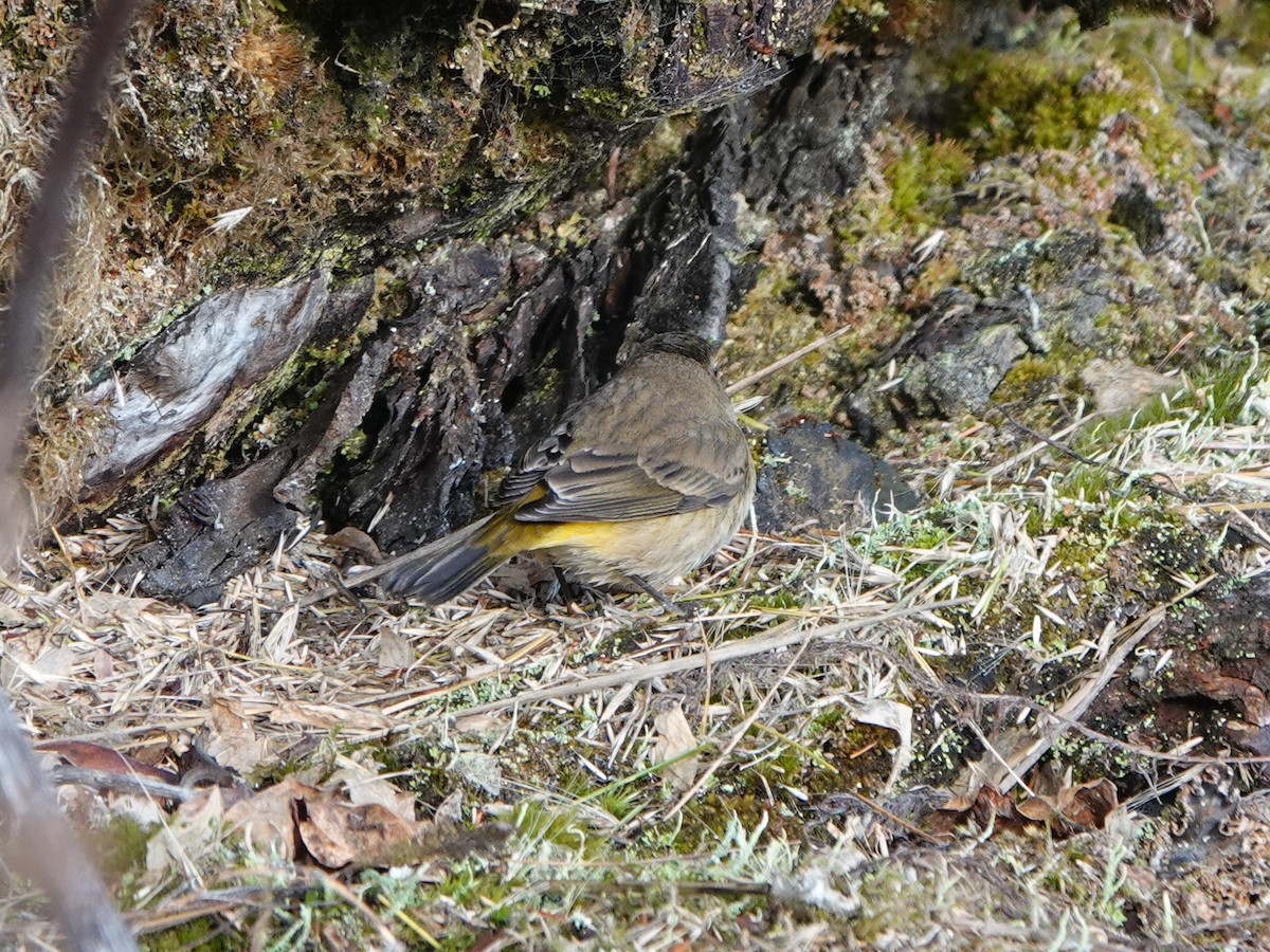 Palm Warbler - ML645357744