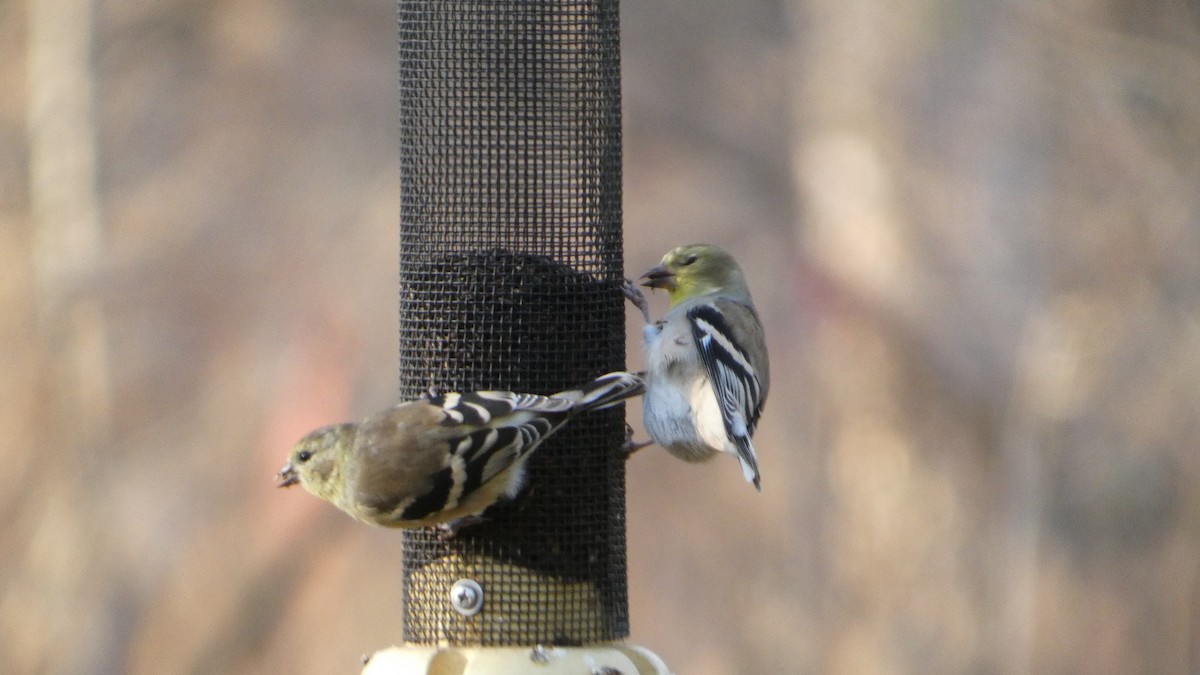 čížek žlutý - ML645357758