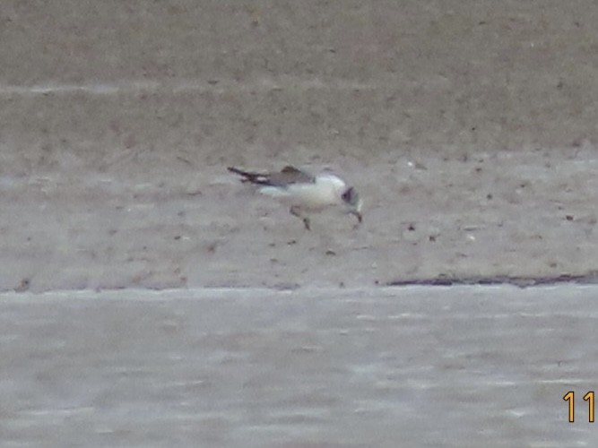 Franklin antxeta - ML645357774