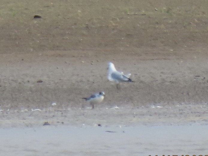 Franklin antxeta - ML645357775