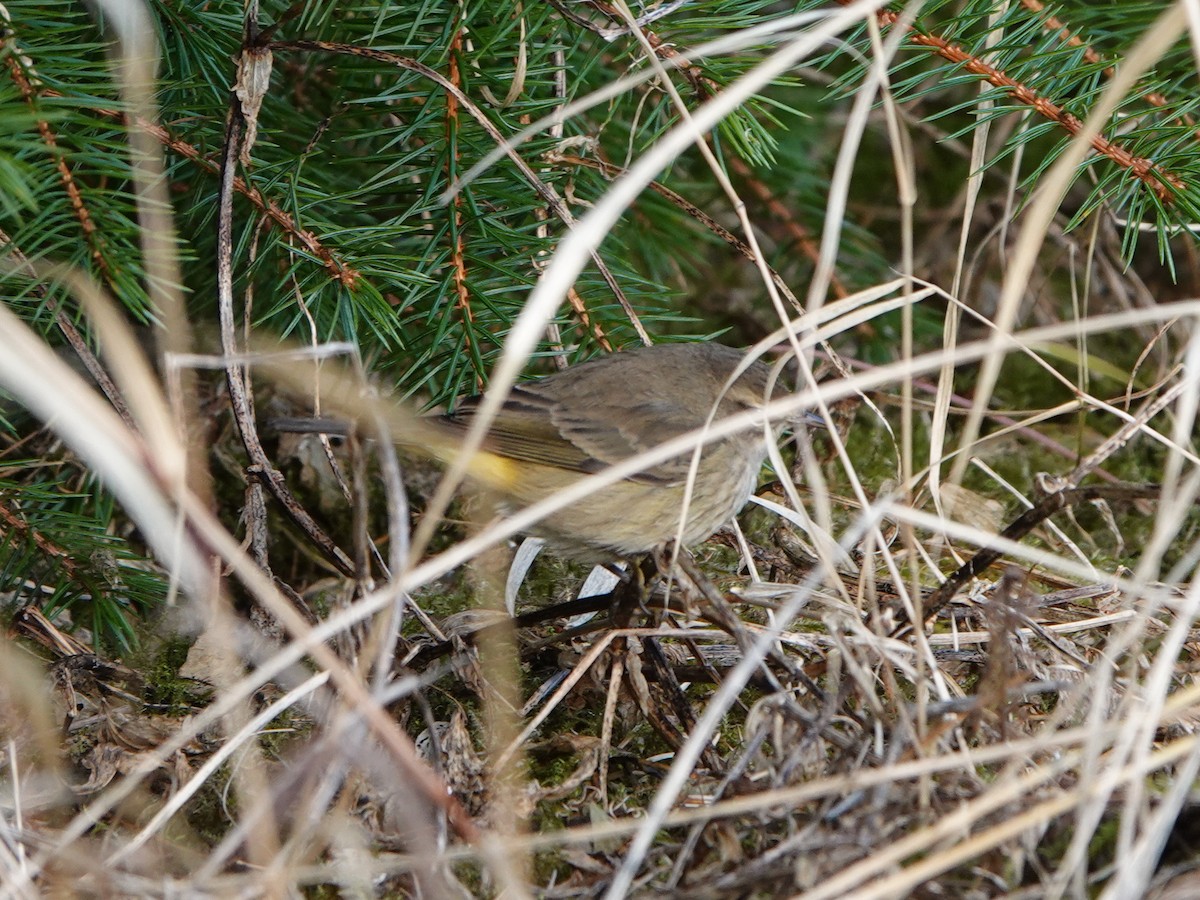 Palm Warbler - ML645357792