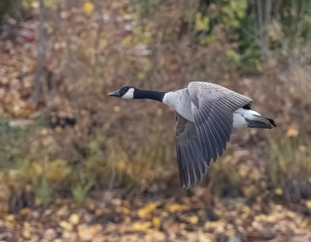 Canada Goose - ML645357810