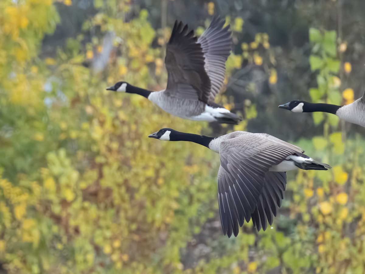 Canada Goose - ML645357814