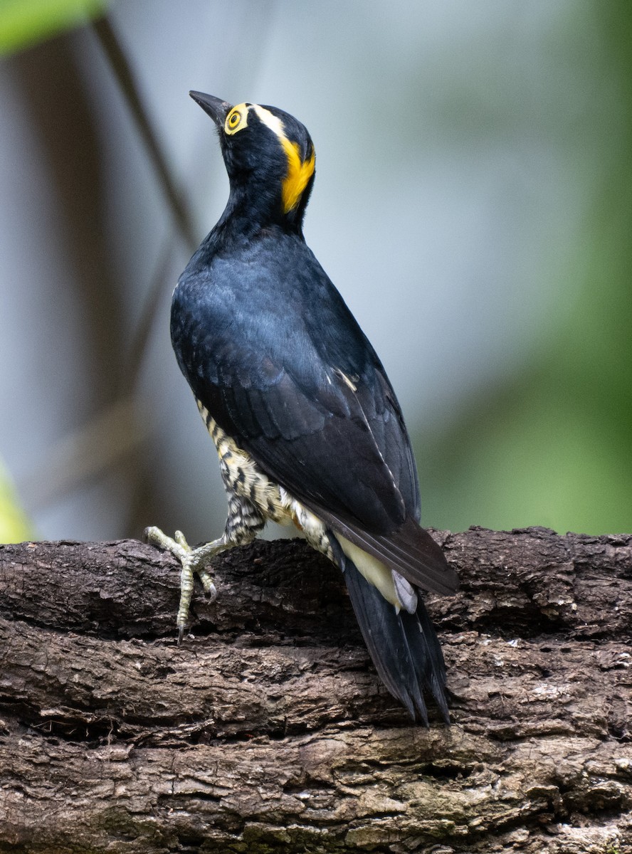 Yellow-tufted Woodpecker - ML645357841
