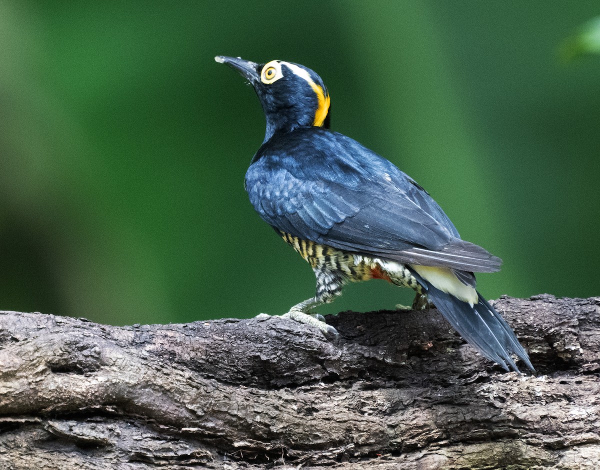 Yellow-tufted Woodpecker - ML645357842