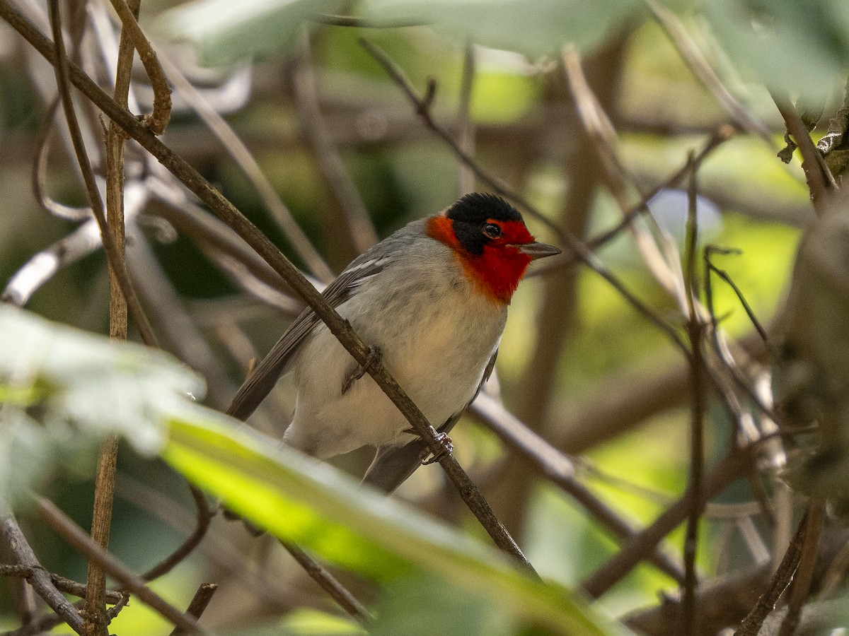 Reinita Carirroja - ML645357860