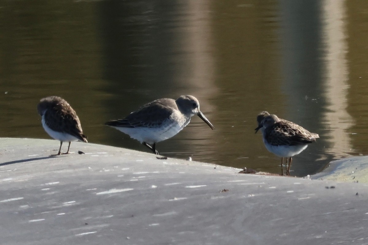Dunlin - ML645357869