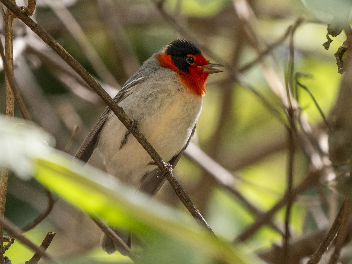 Reinita Carirroja - ML645357873