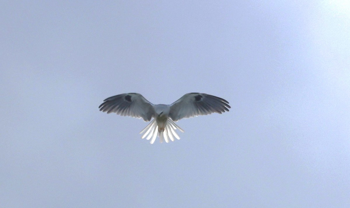 White-tailed Kite - ML645357875