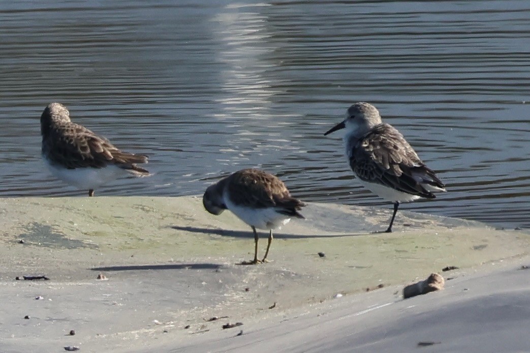 Western Sandpiper - ML645357879