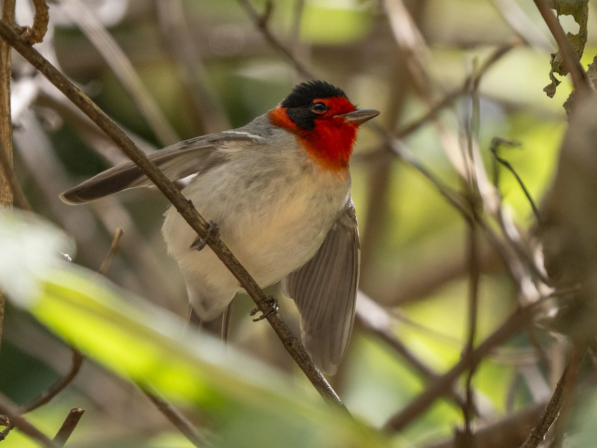 Reinita Carirroja - ML645357880